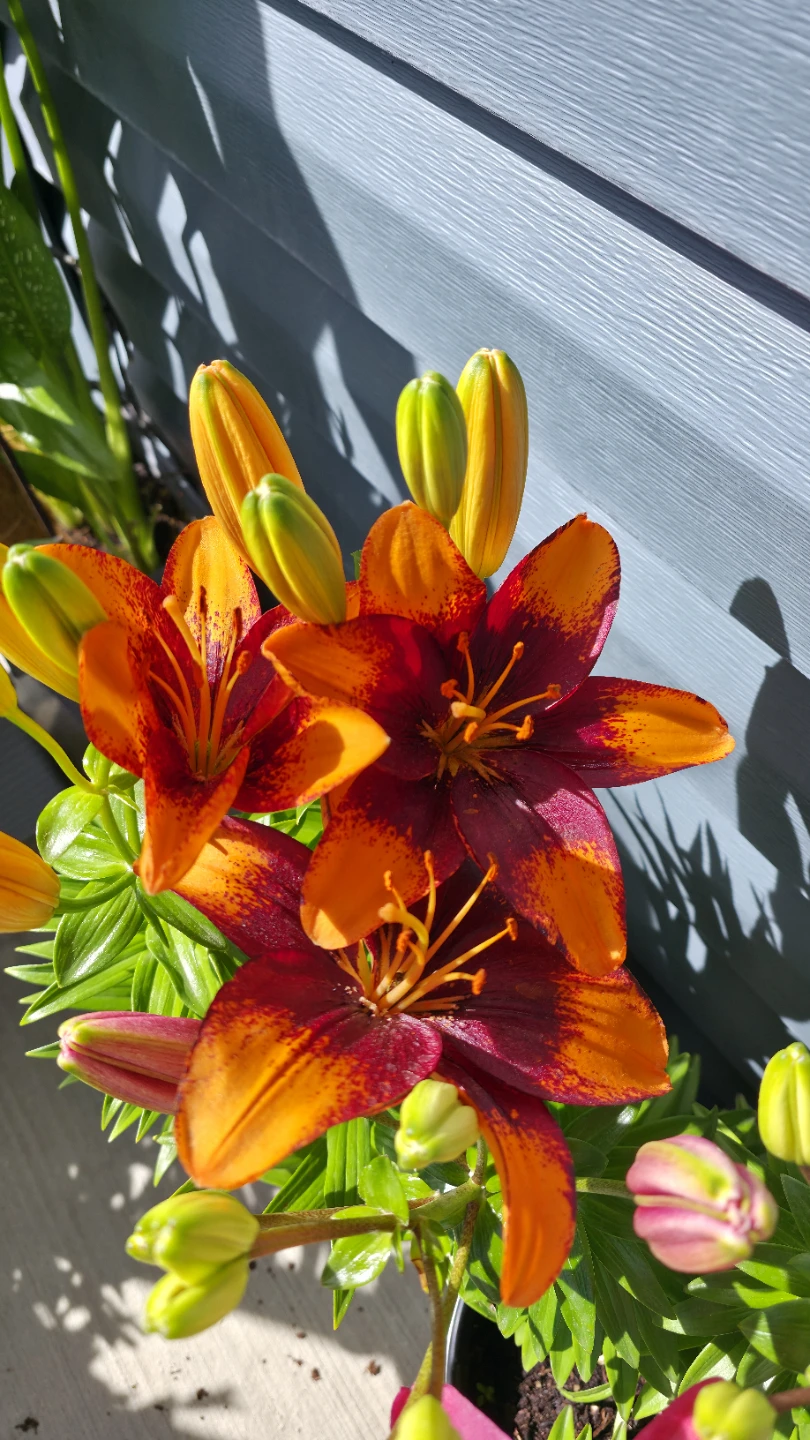 Day Lily Plants for sale with Roots and Bulb
