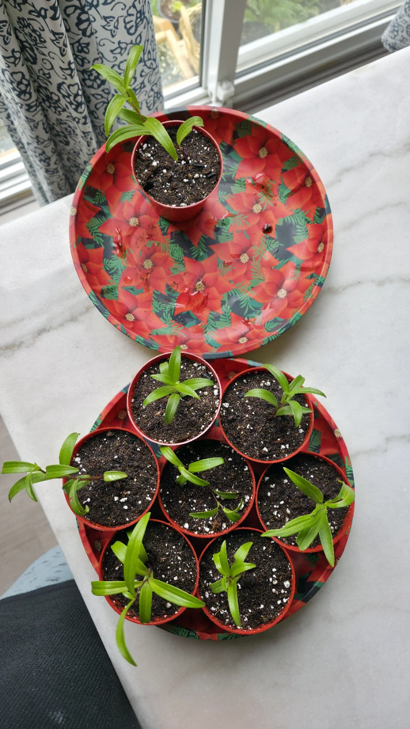 Day Lily Plants for sale with Roots and Bulb - photo 2