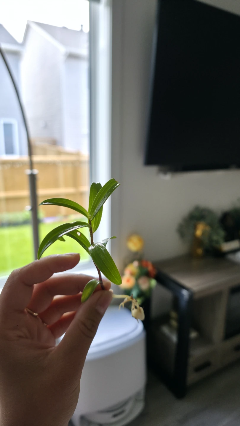 Day Lily Plants for sale with Roots and Bulb - photo 3
