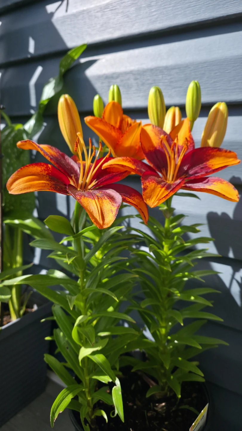 Day Lily Plants for sale with Roots and Bulb - photo 4