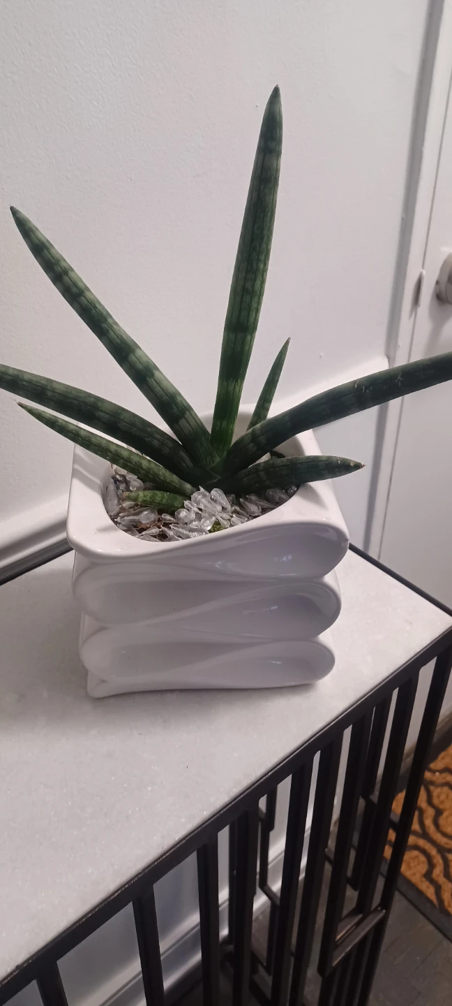 Sanseveirra plant in White Pot