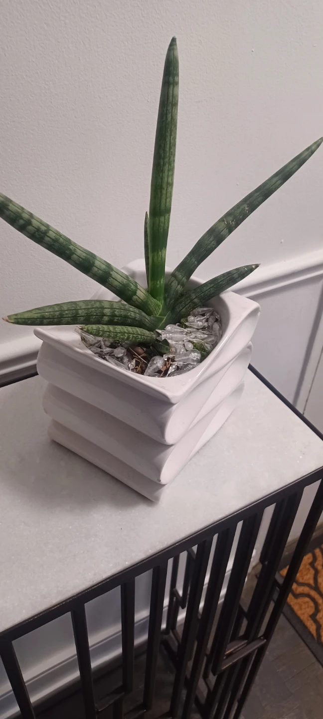 Sanseveirra plant in White Pot - photo 2
