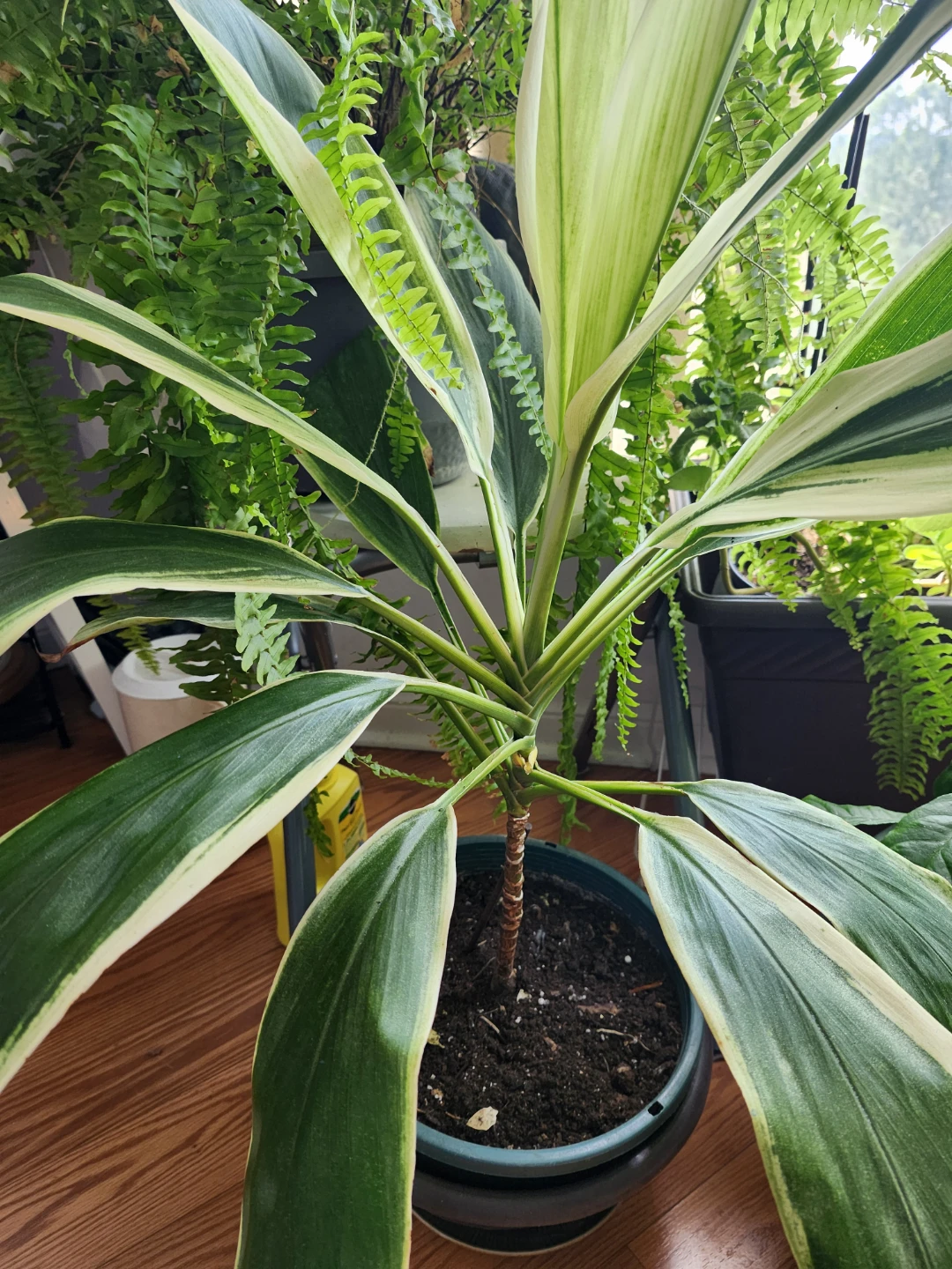Variegated Ti Plant S20