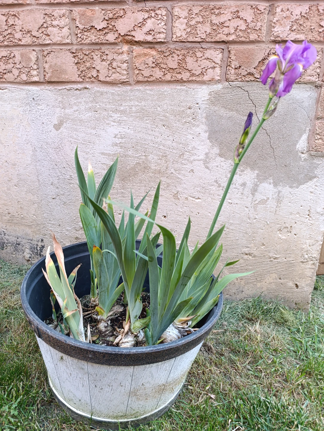 Potted Iris Plant with Purple Flower