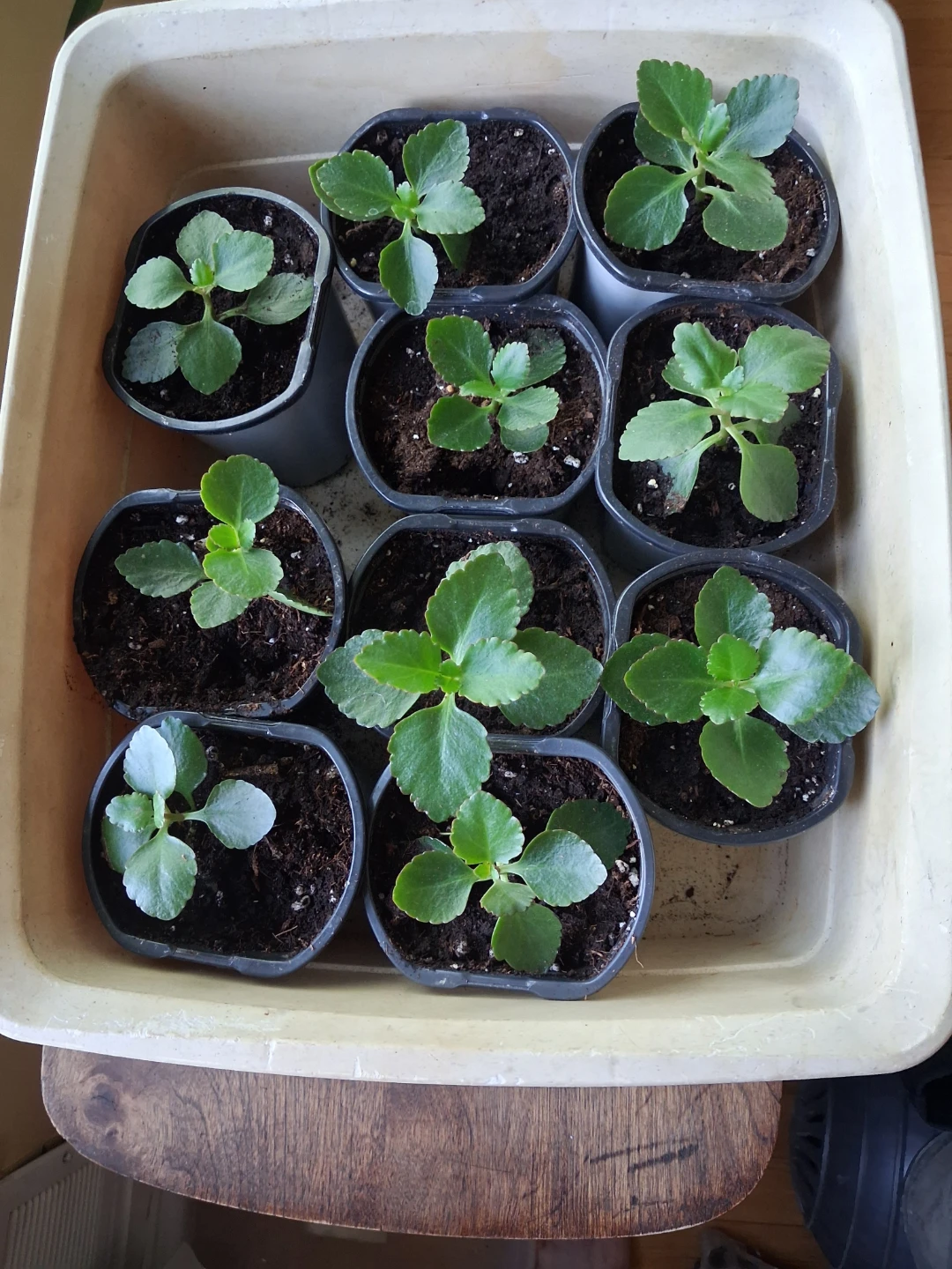 Kalanchoe Plant Seedlings (Set of 10)