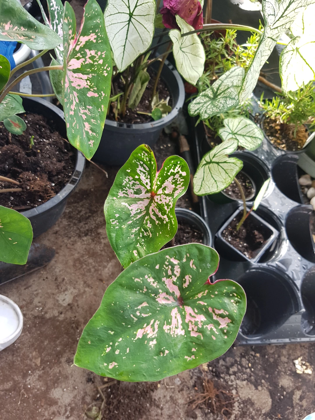 Assorted Caladium Plants with Pink and White Variegation