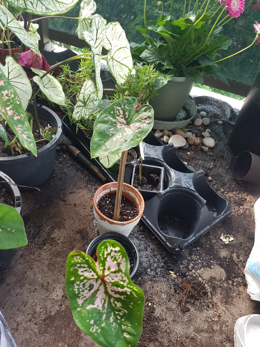 Assorted Caladium Plants with Pink and White Variegation - photo 2