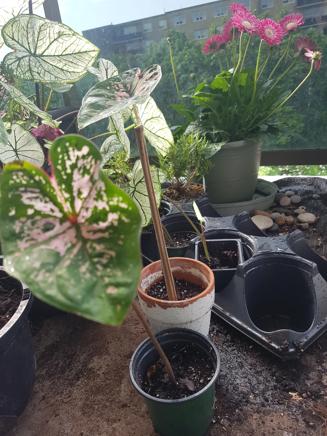 Assorted Caladium Plants with Pink and White Variegation - photo 4