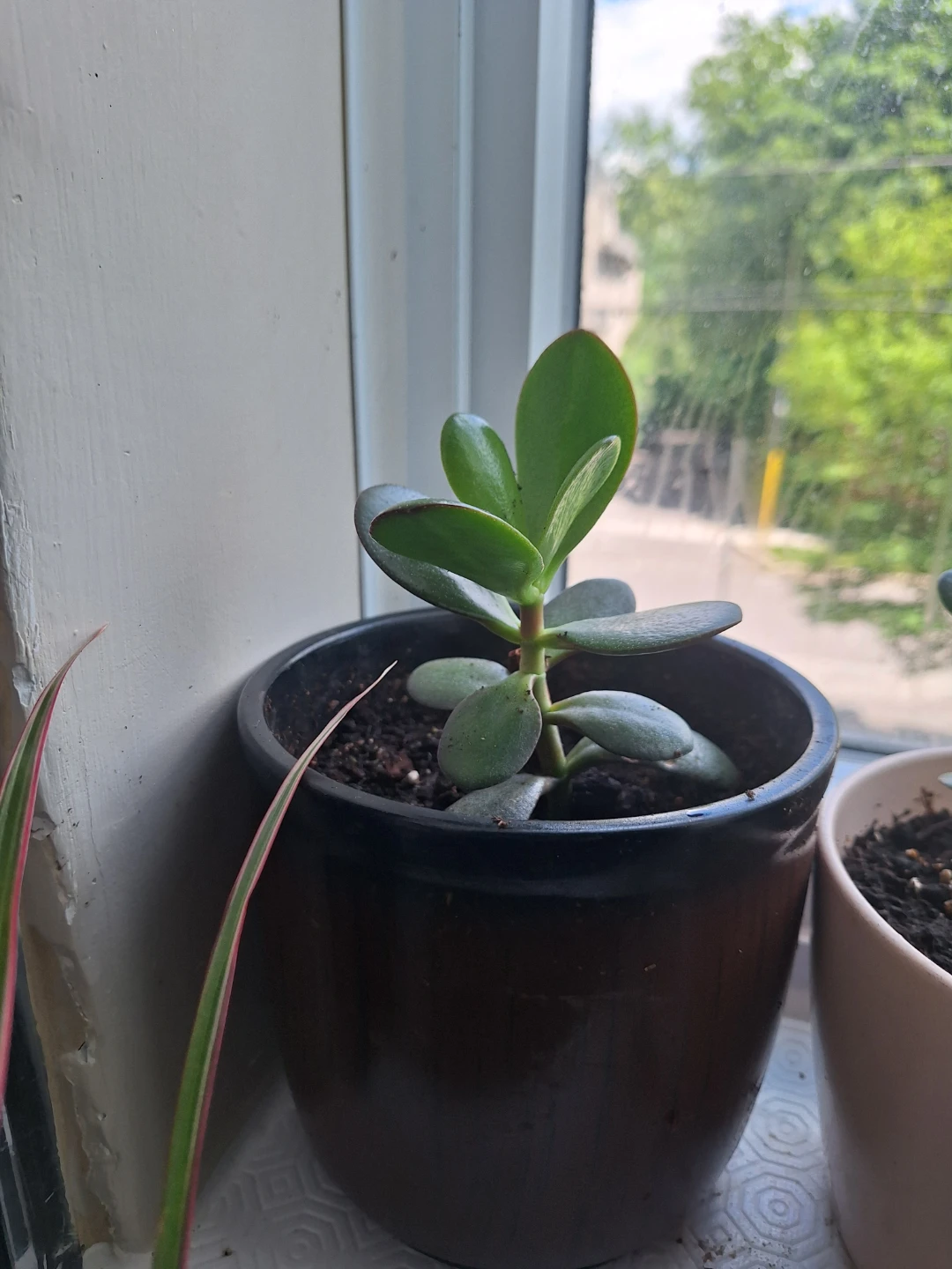Jade Plant in ceremic Pot⚽ - photo 2