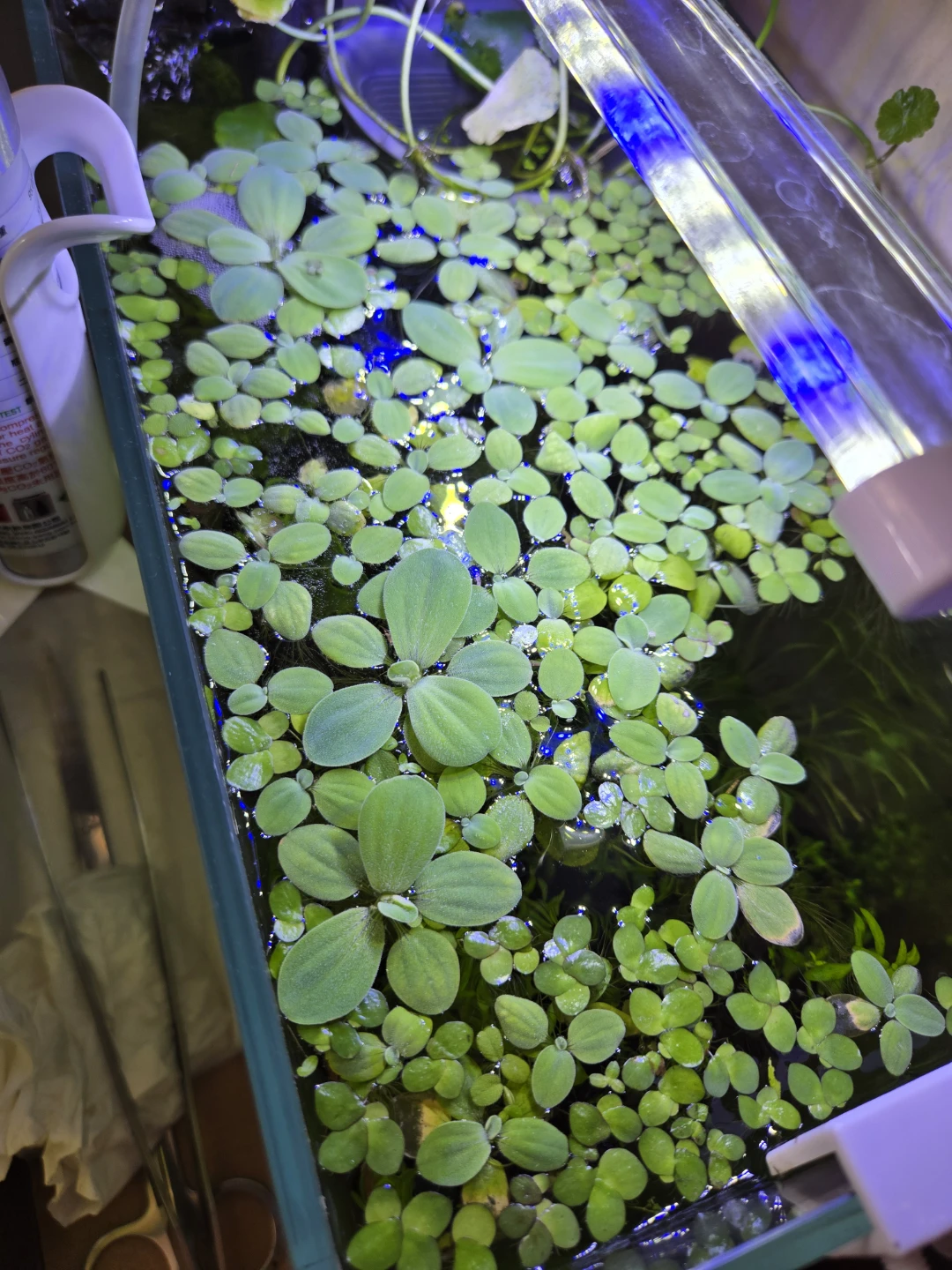 Floating plants - photo 2