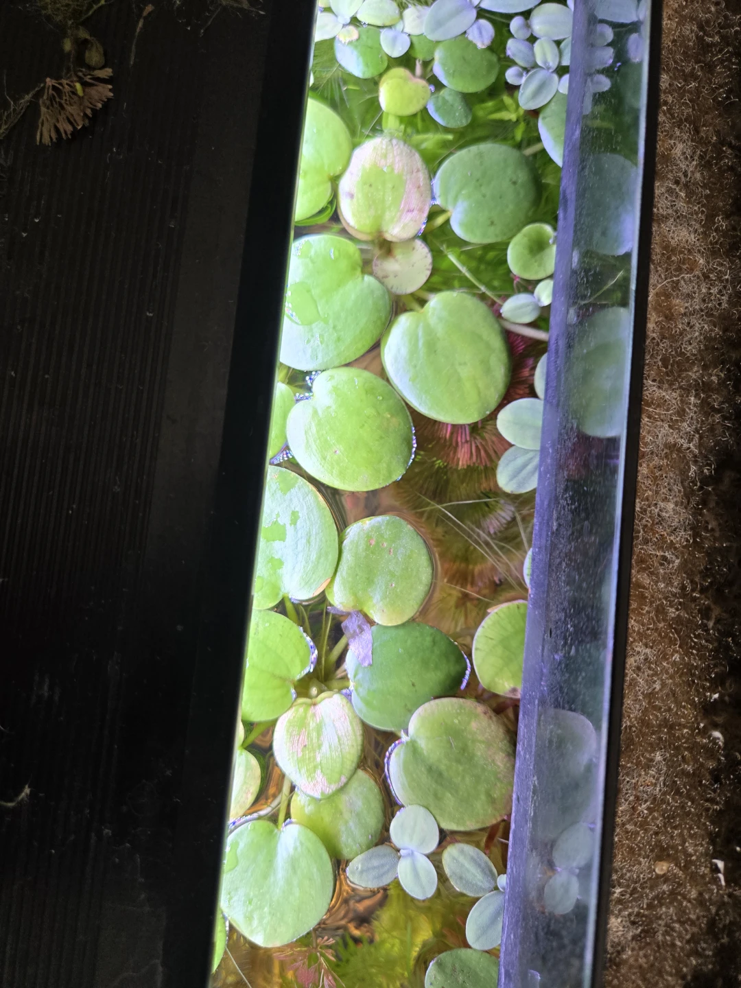 Floating plants - photo 3