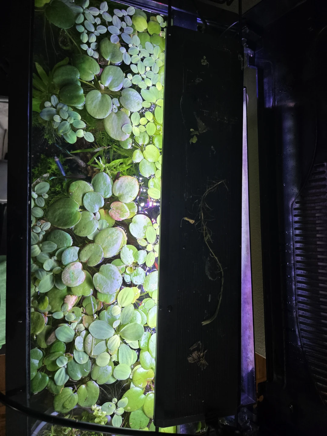 Floating plants - photo 4