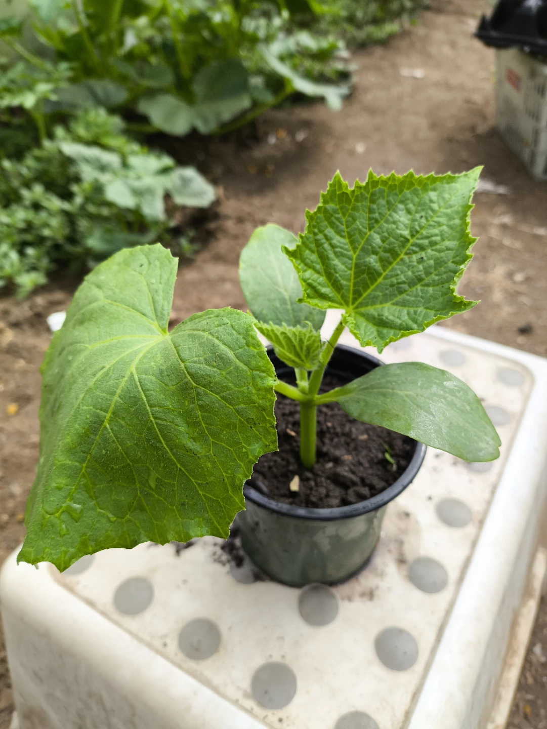 Crispy Cucumber seedlings. $5 each, Minimum purchase 2 plants
