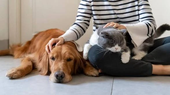 Cat / dog sitter