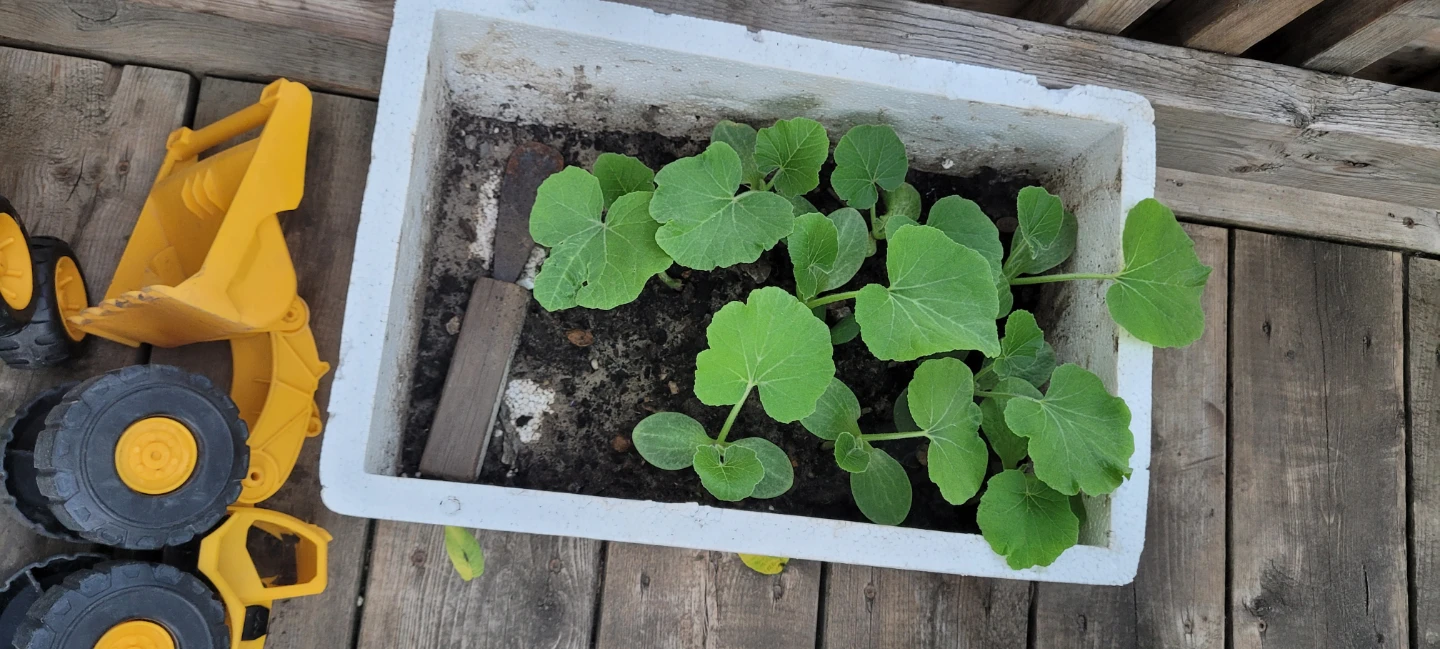 Kabocha Squash Seedlings (Japanese Pumpkin) - photo 3