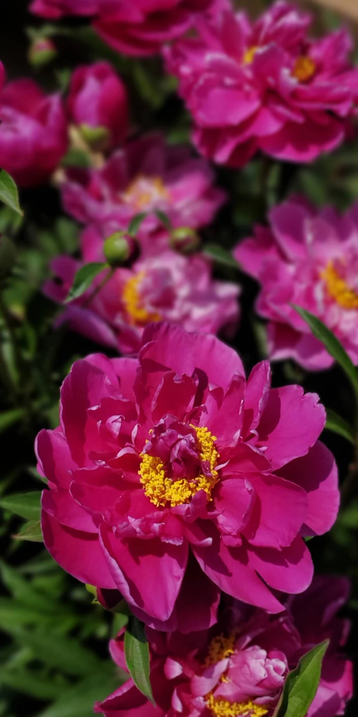 Peony - photo 3