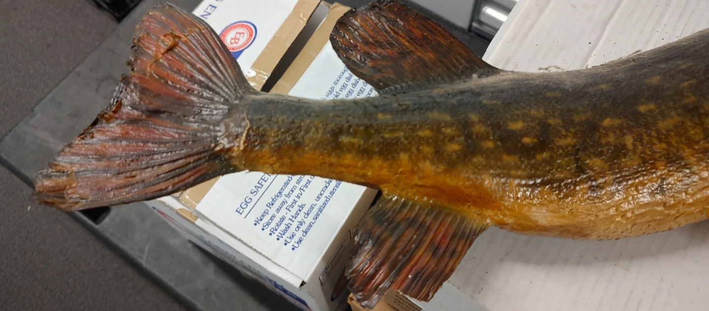 27" Fish Mount Decor - photo 2