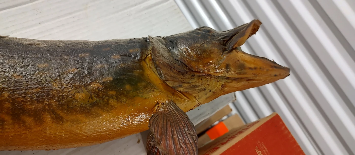 27" Fish Mount Decor - photo 4