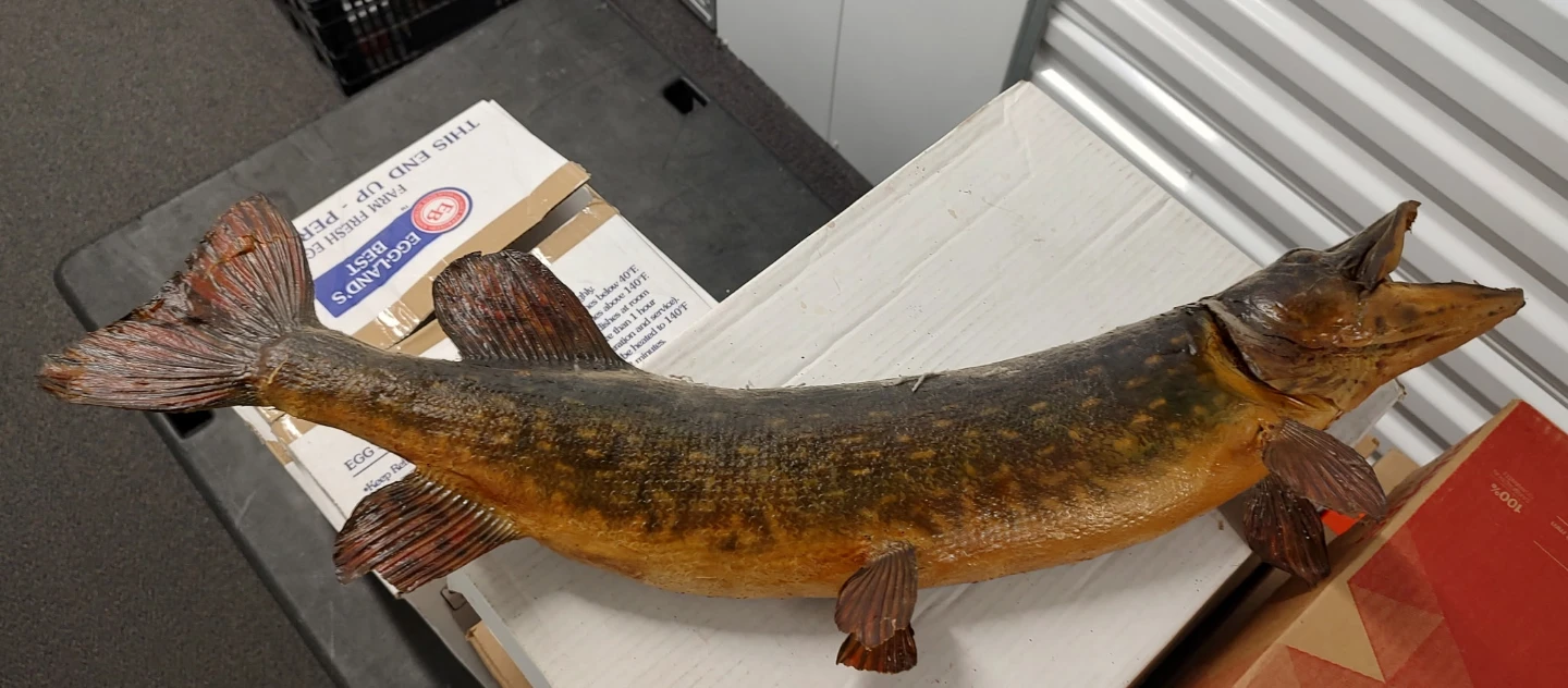 27" Fish Mount Decor - photo 5