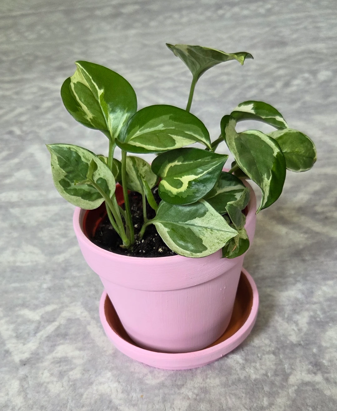 Pothos n Joy (4" pot) 🪴 - photo 2