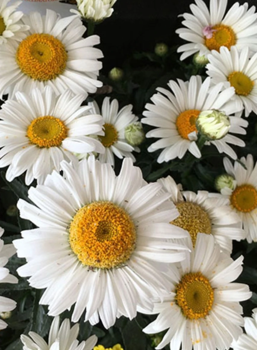 Sweet Daisy Christine - photo 3