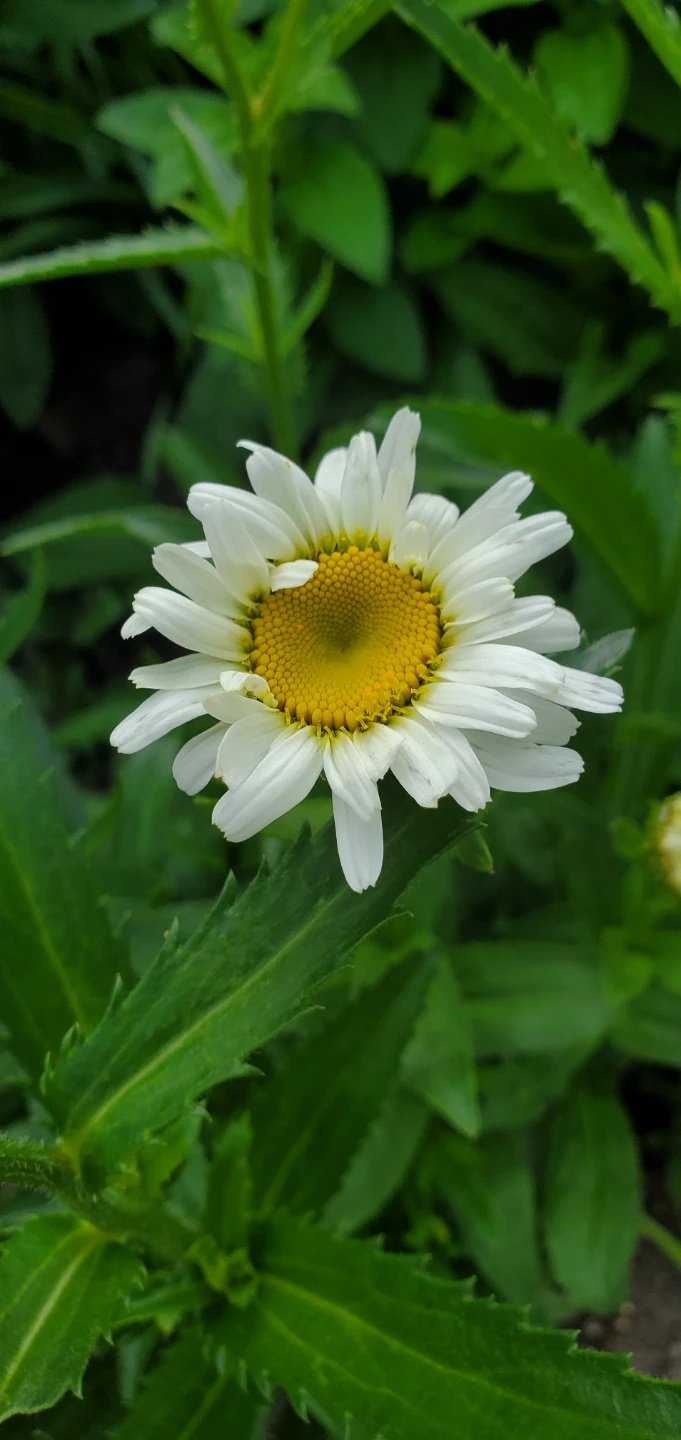 Sweet Daisy Christine - photo 4