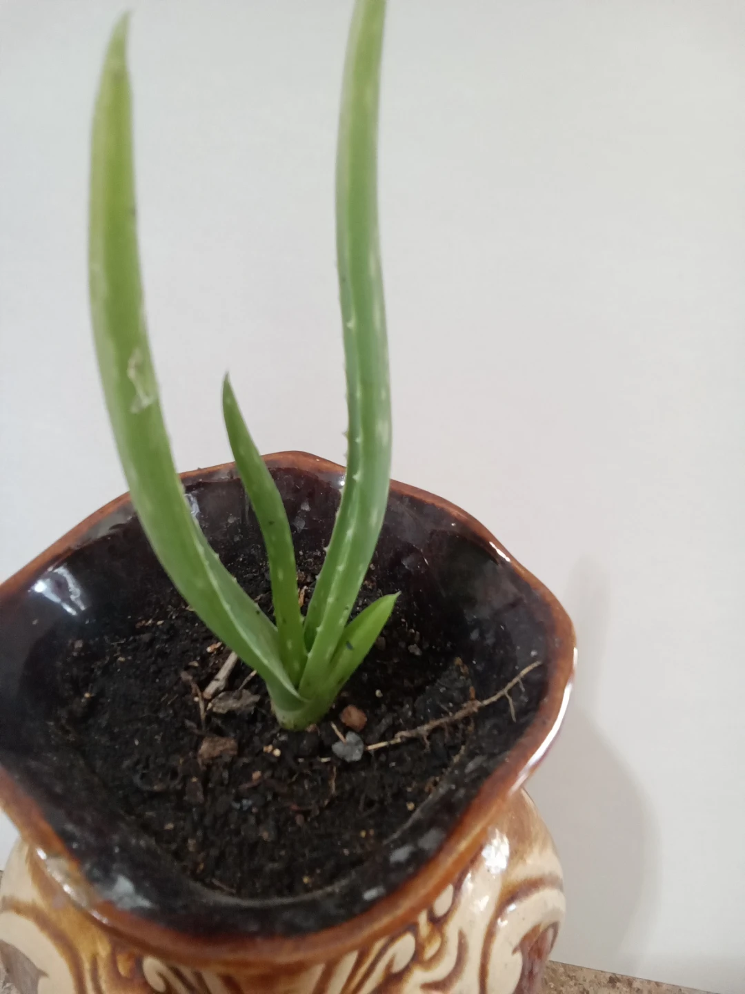 Aloe Vera Plant in Decorative Vase