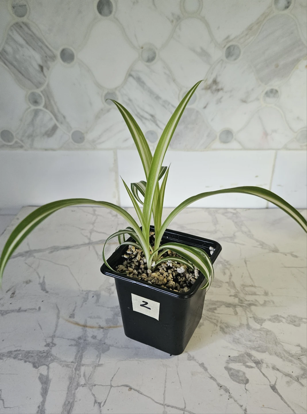 Spider plant babies ($1 each) - photo 3