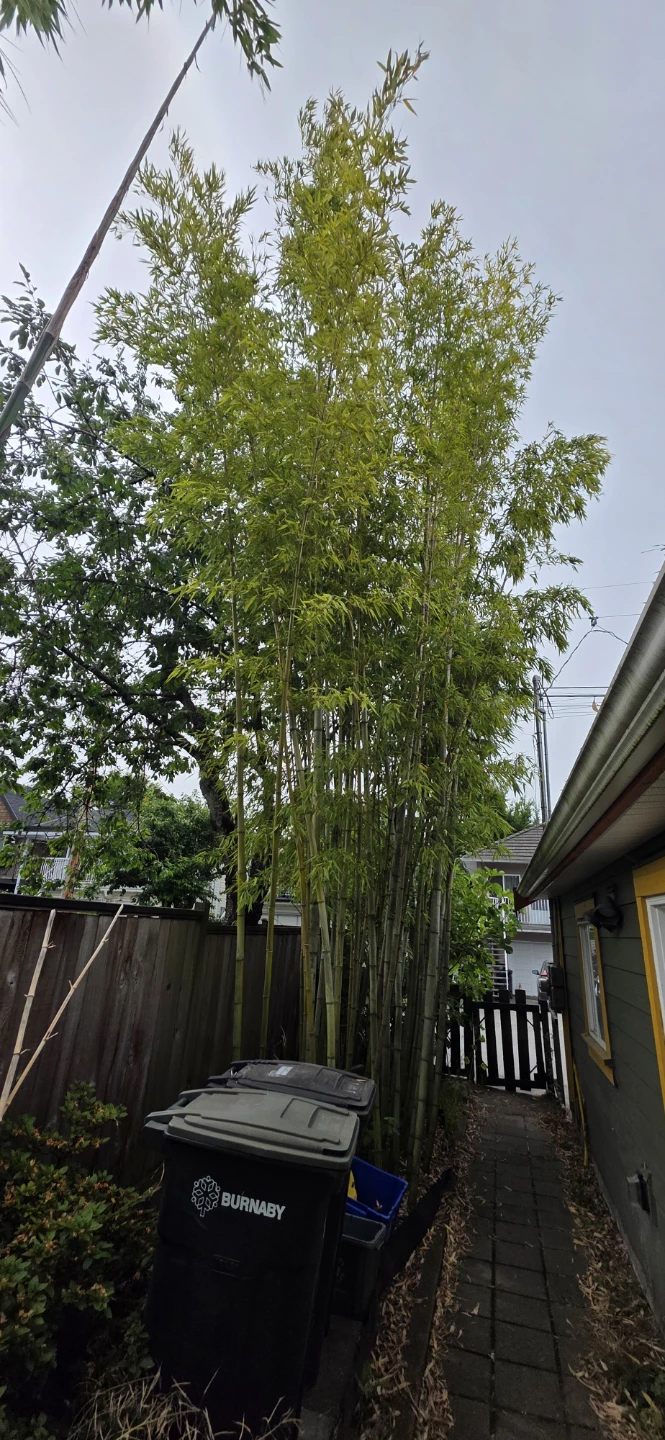 Lots of Real Bamboo Trees - photo 2