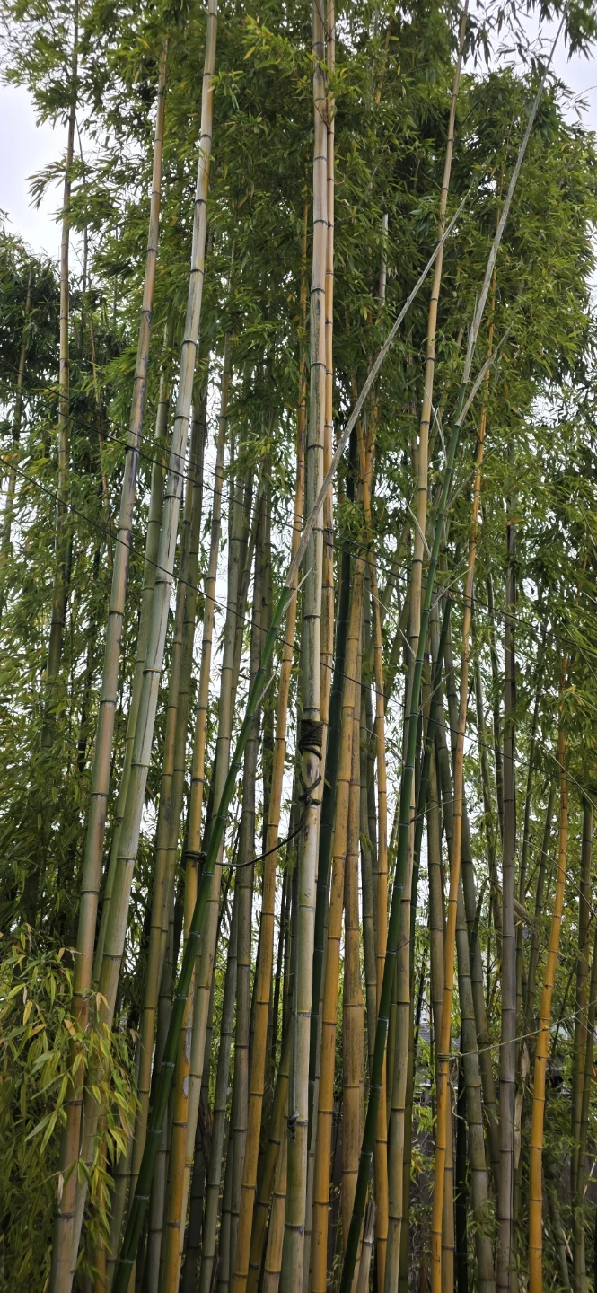 Lots of Real Bamboo Trees - photo 3