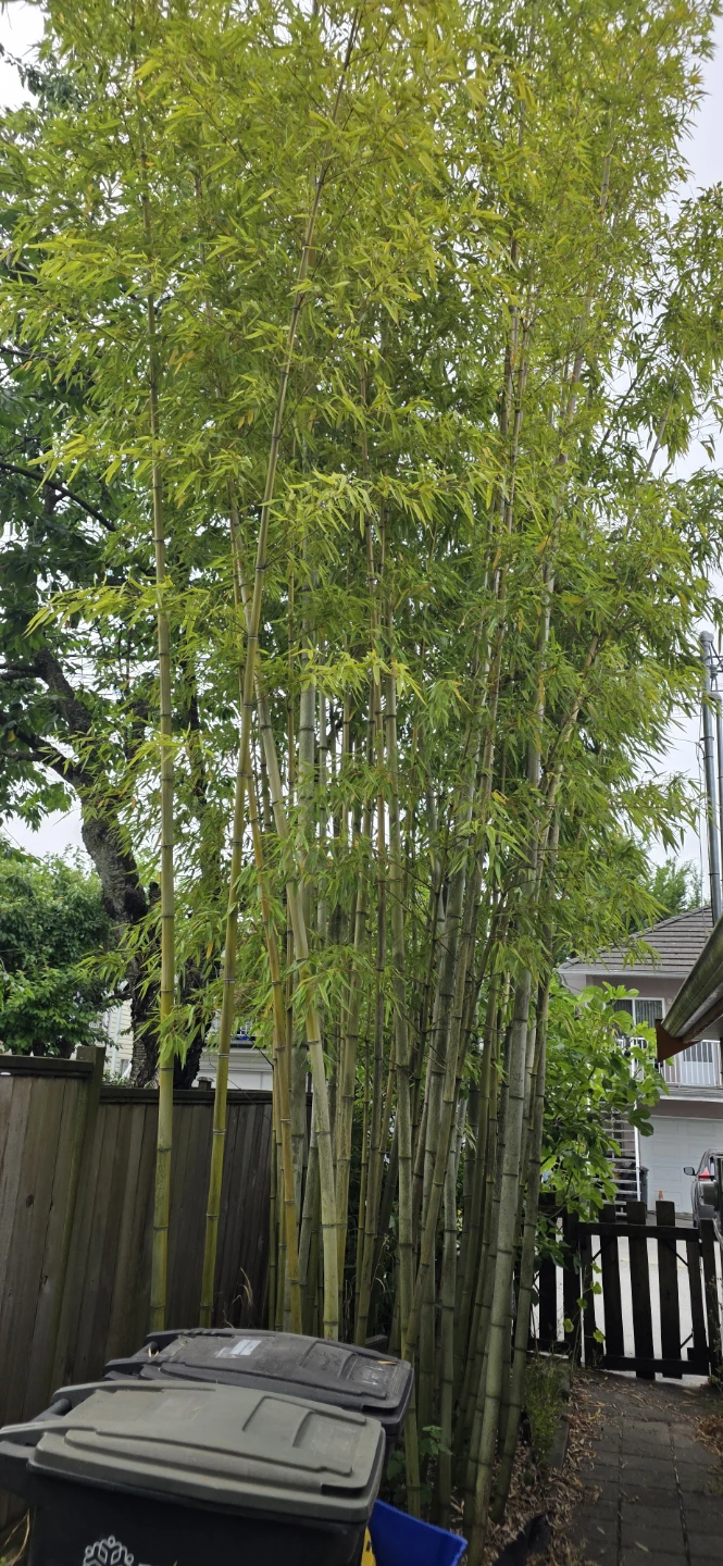 Lots of Real Bamboo Trees - photo 4