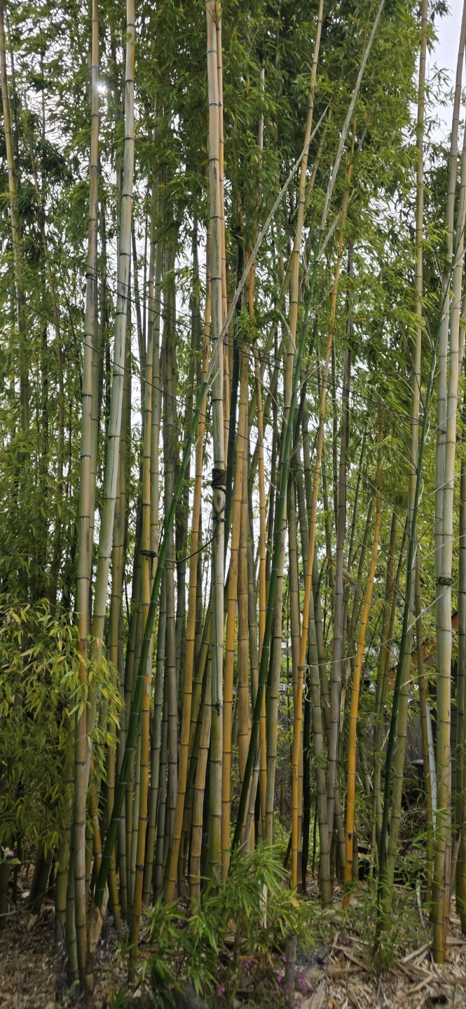 Lots of Real Bamboo Trees - photo 5