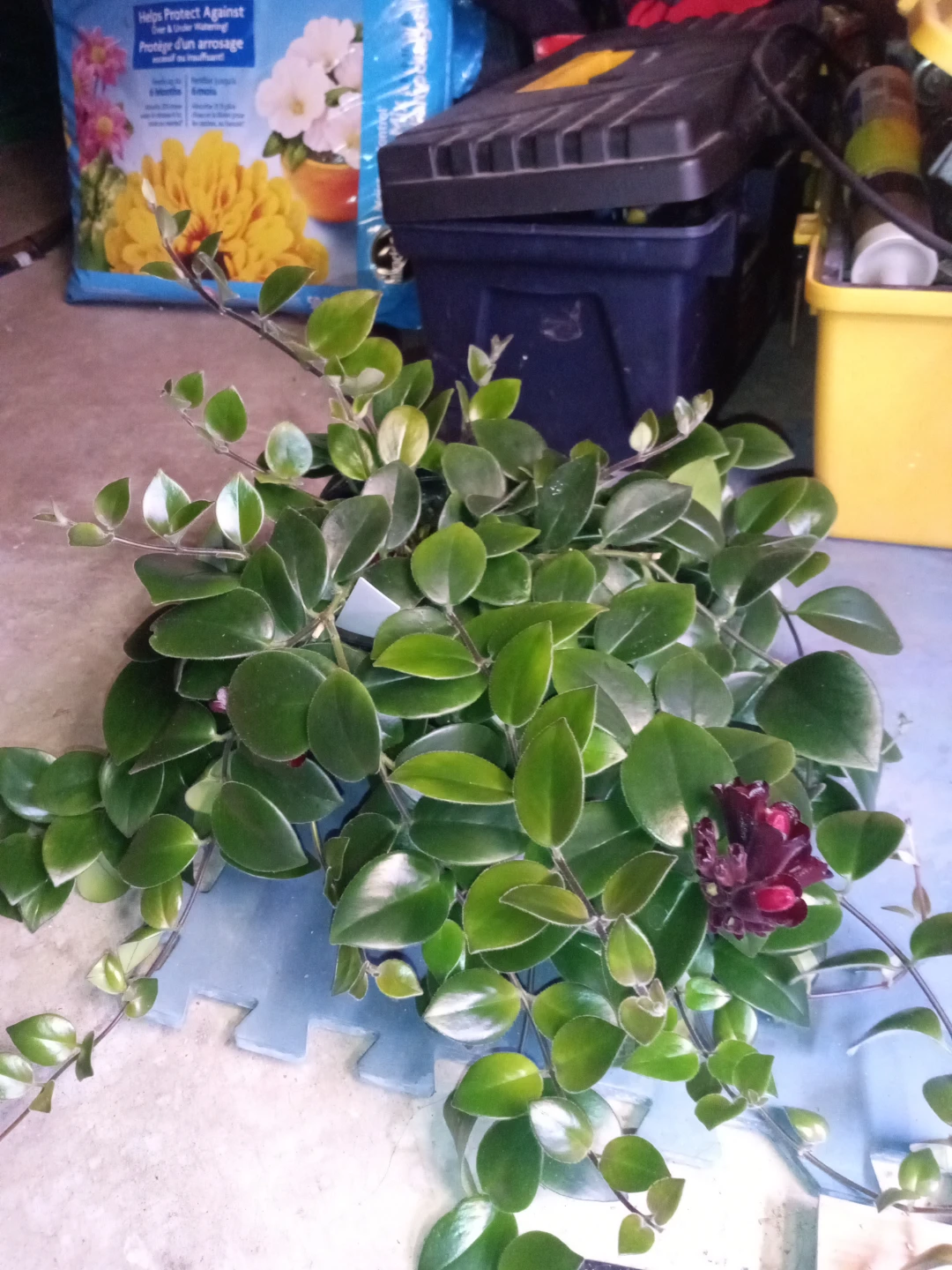 Lipstick plant - photo 2