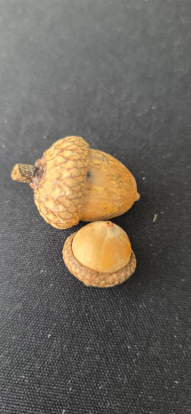 Two Acorns - photo 2