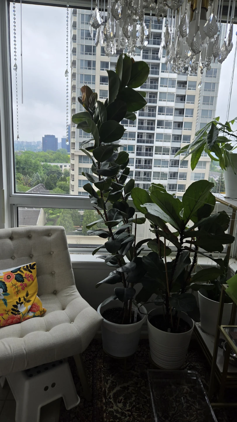 Large REAL Rubber Tree Plant