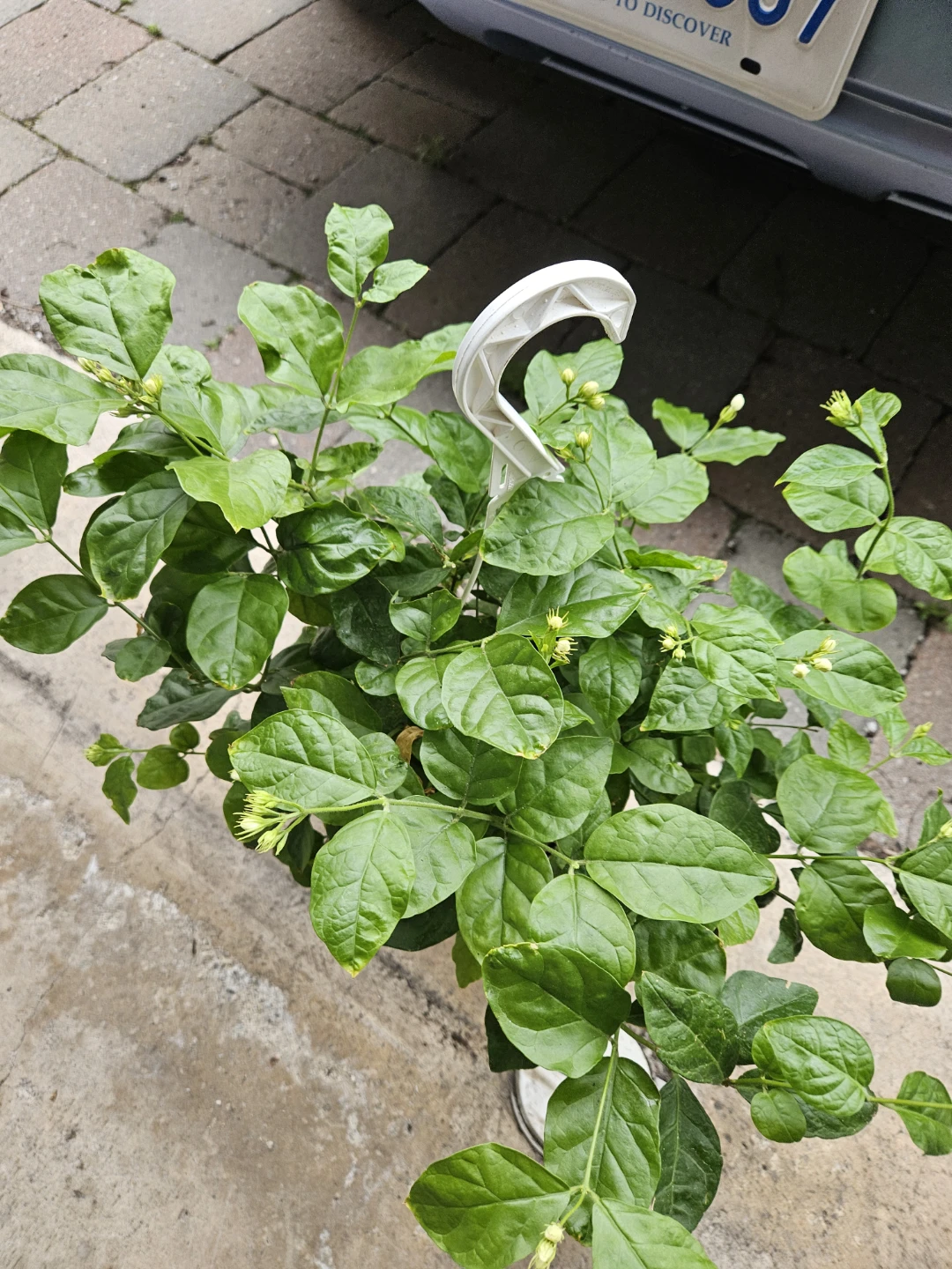 Jasmine Plant