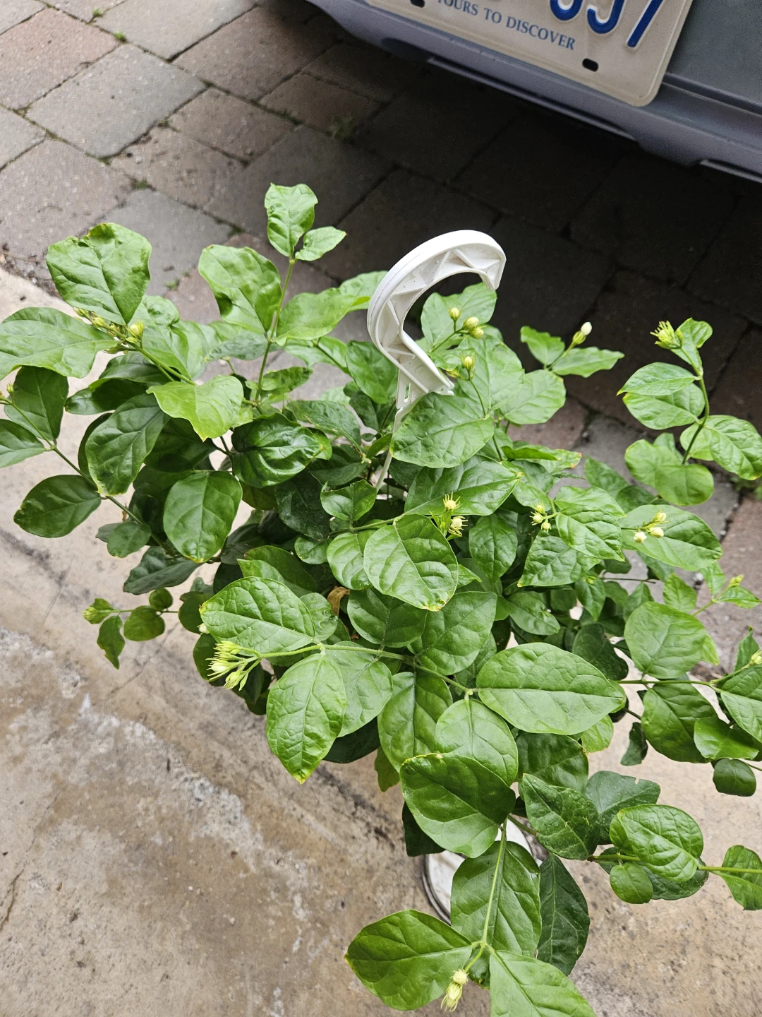 Jasmine Plant - photo 2