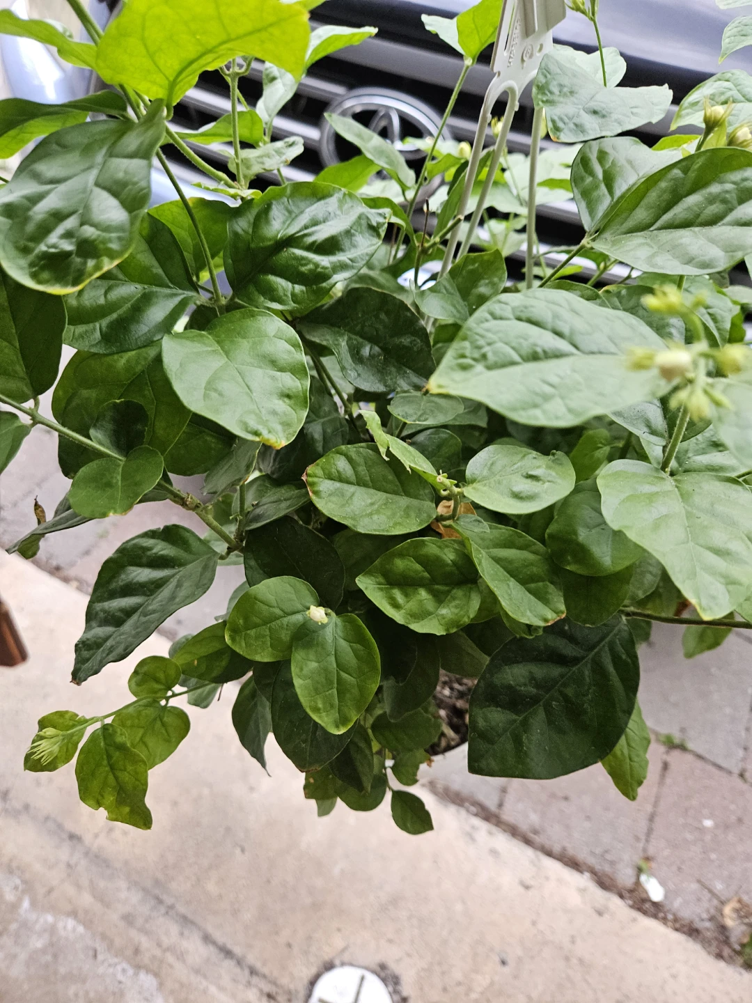 Jasmine Plant - photo 3