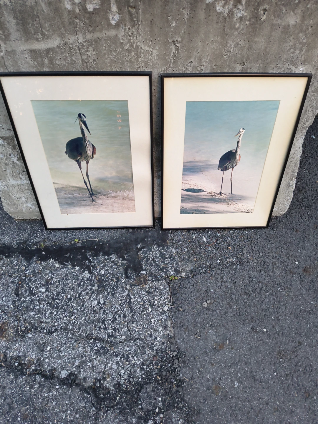 Frame photos of birds