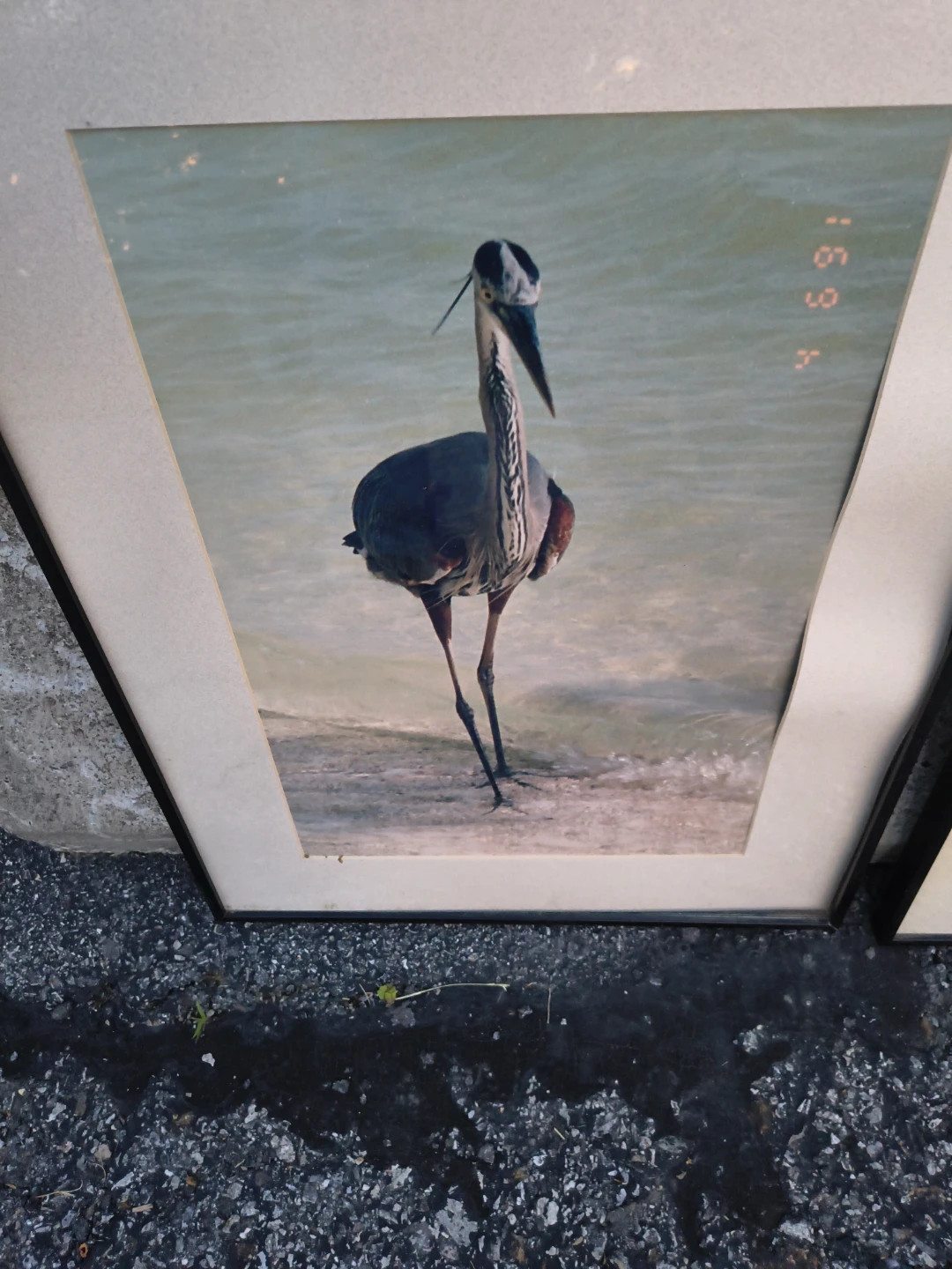 Frame photos of birds - photo 2
