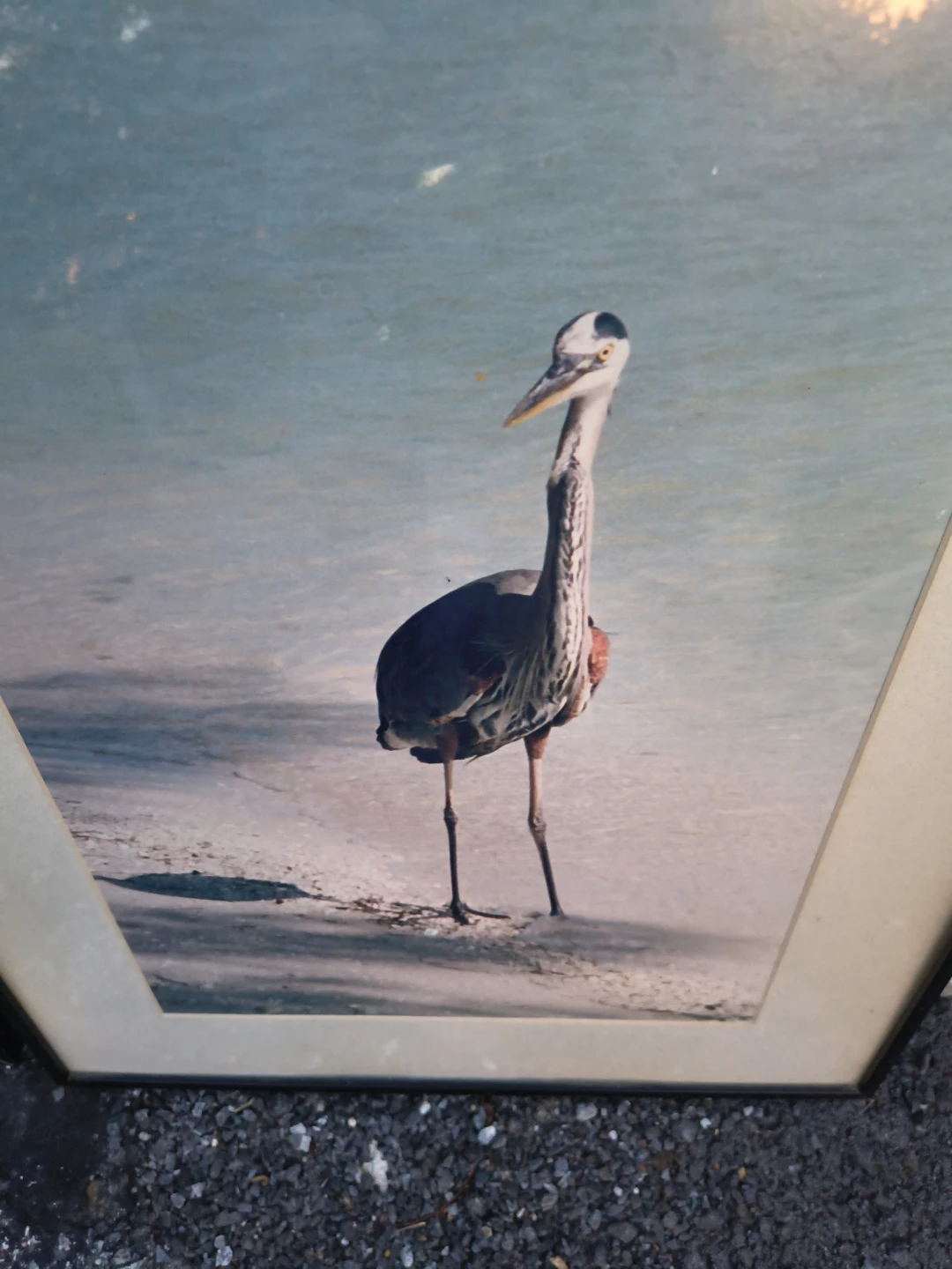 Frame photos of birds - photo 3