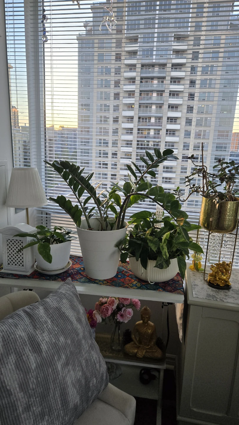 ZZ Plant in White Pot