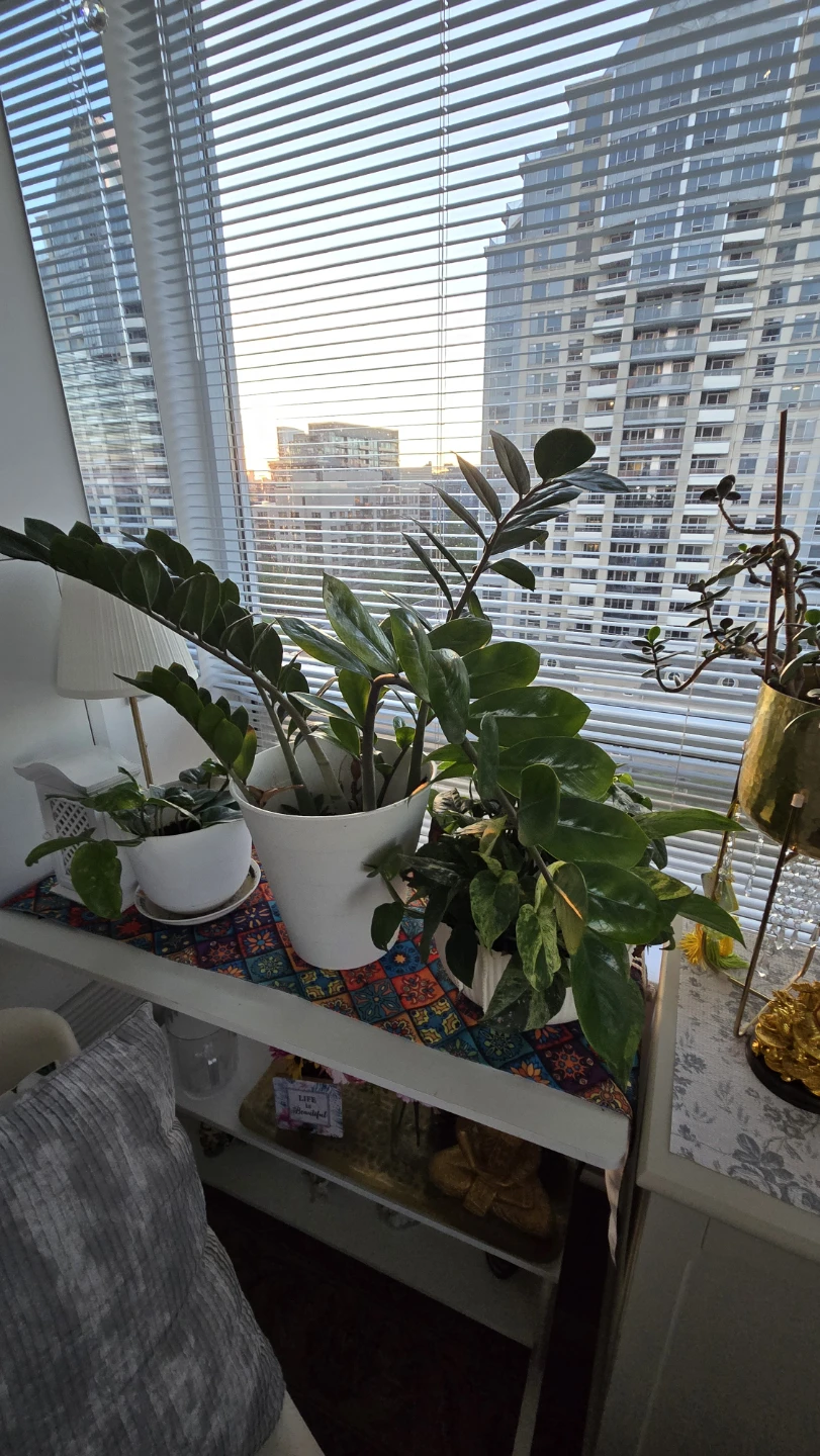 ZZ Plant in White Pot - photo 2