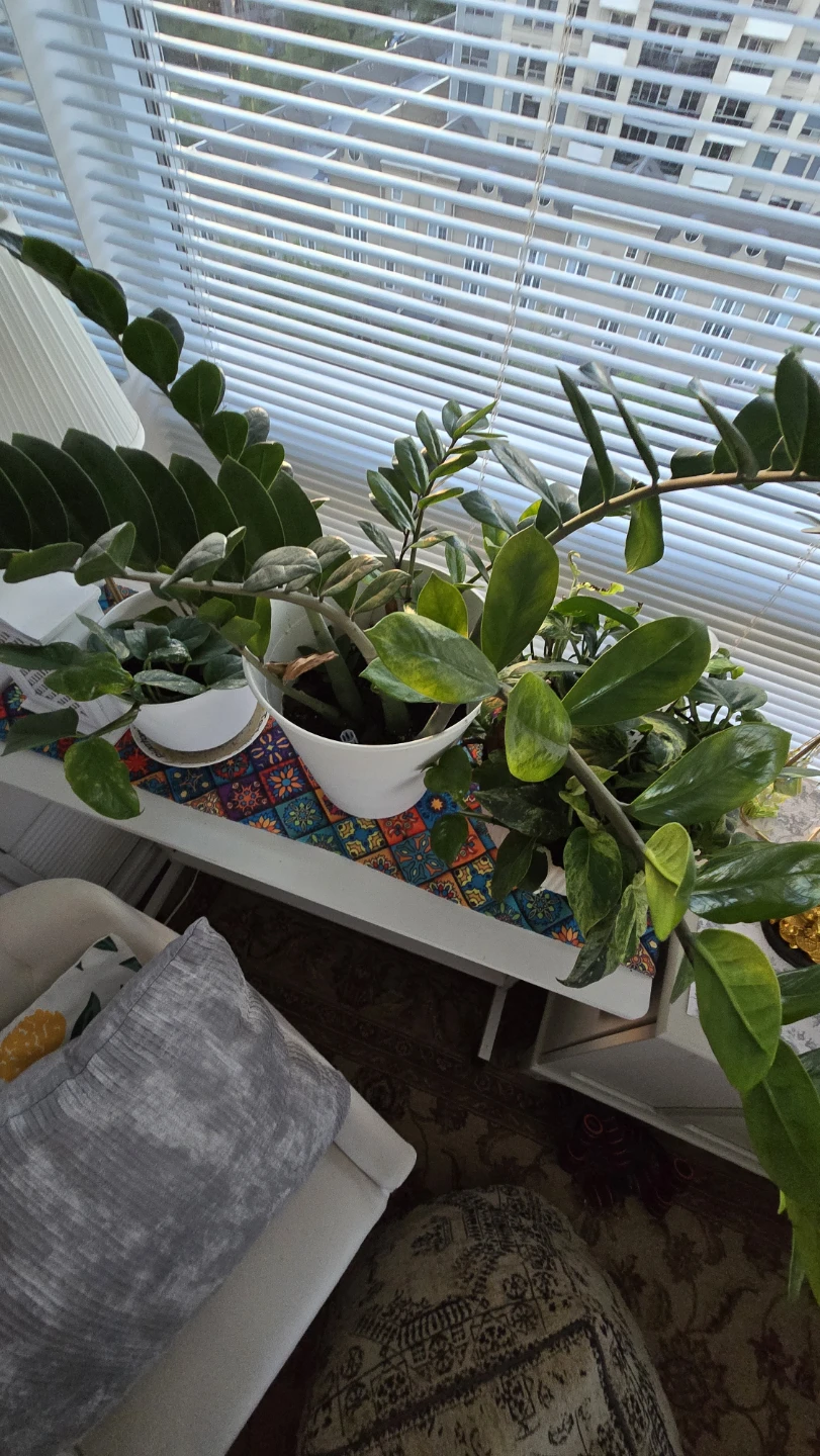 ZZ Plant in White Pot - photo 3