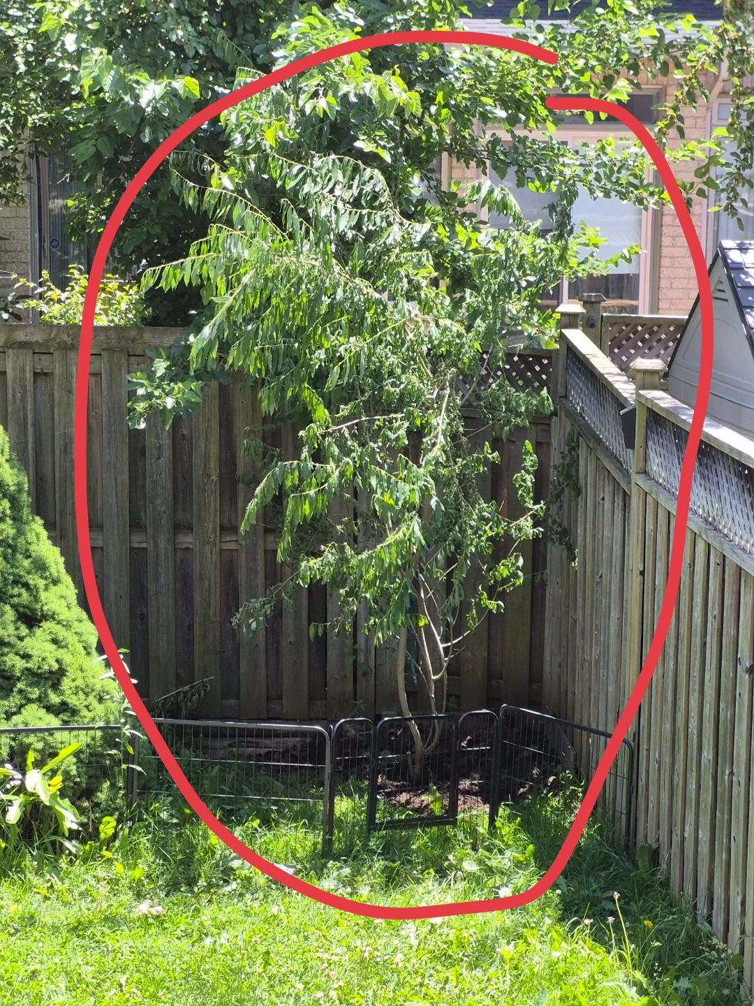 Urgent Tree for Planting