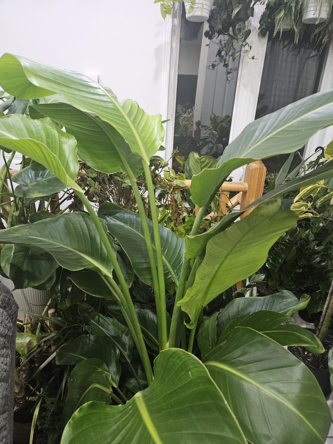 Large Bird of Paradise Plant