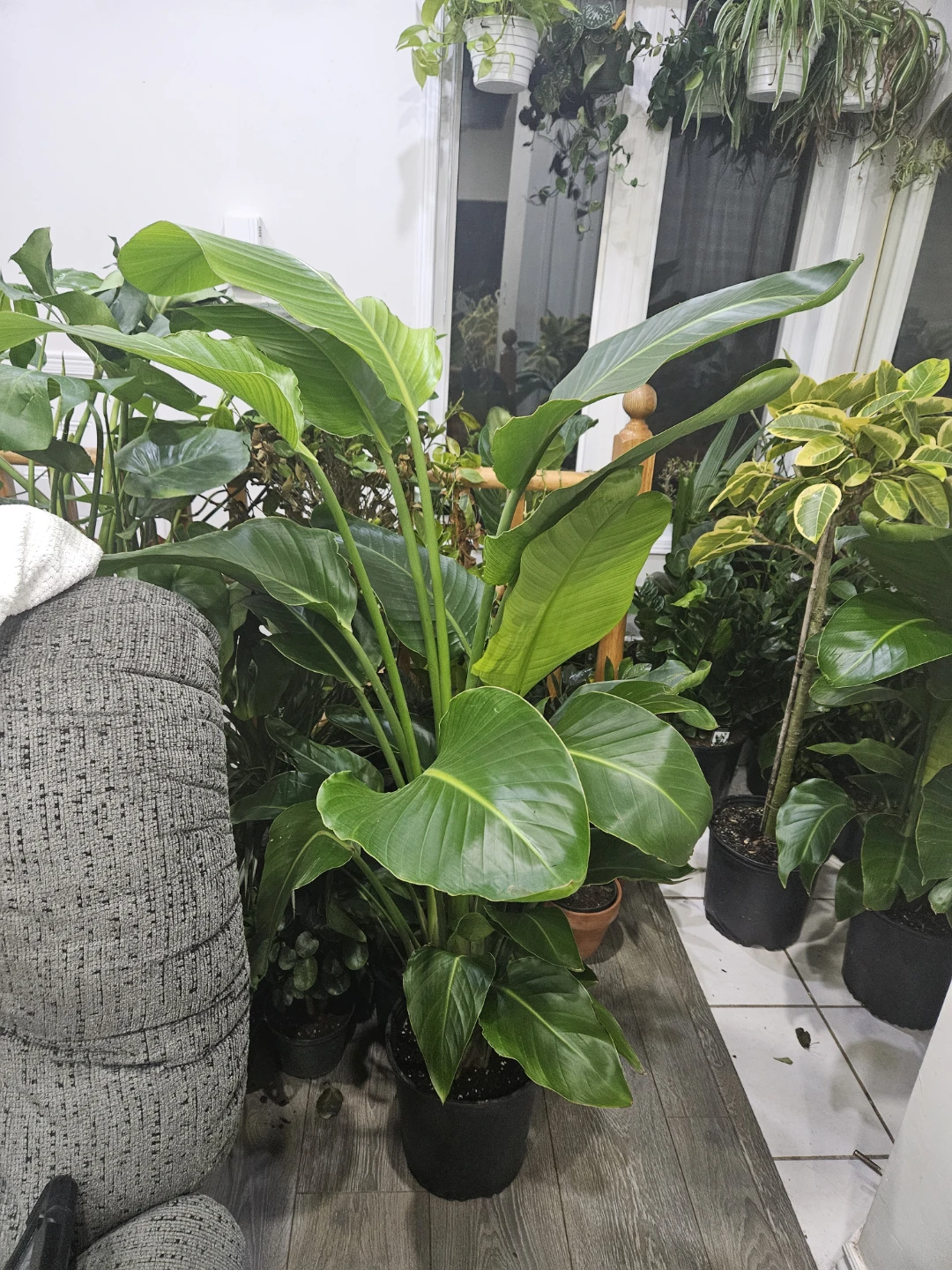 Large Bird of Paradise Plant - photo 2