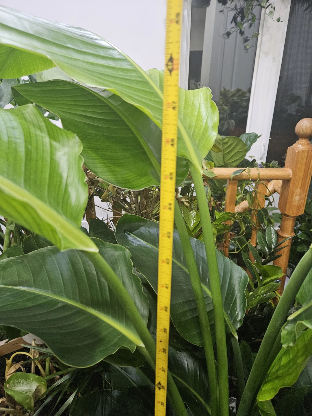 Large Bird of Paradise Plant - photo 3