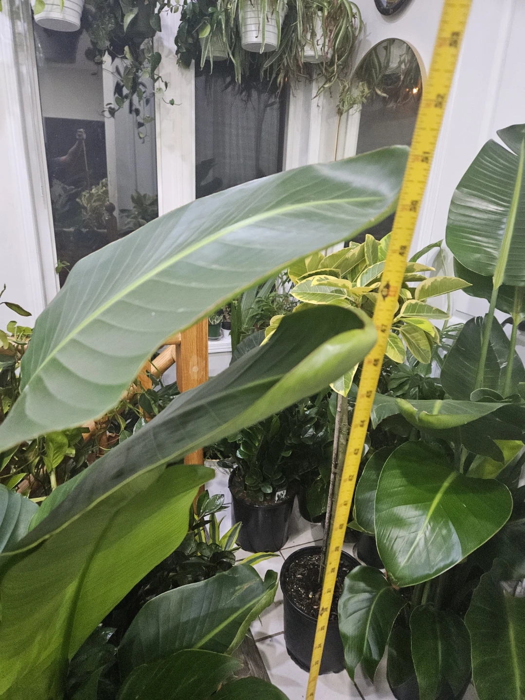Large Bird of Paradise Plant - photo 4