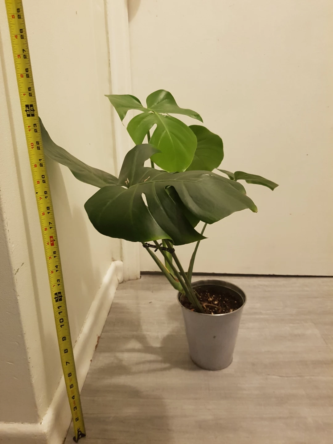 Monstera Plant - photo 2